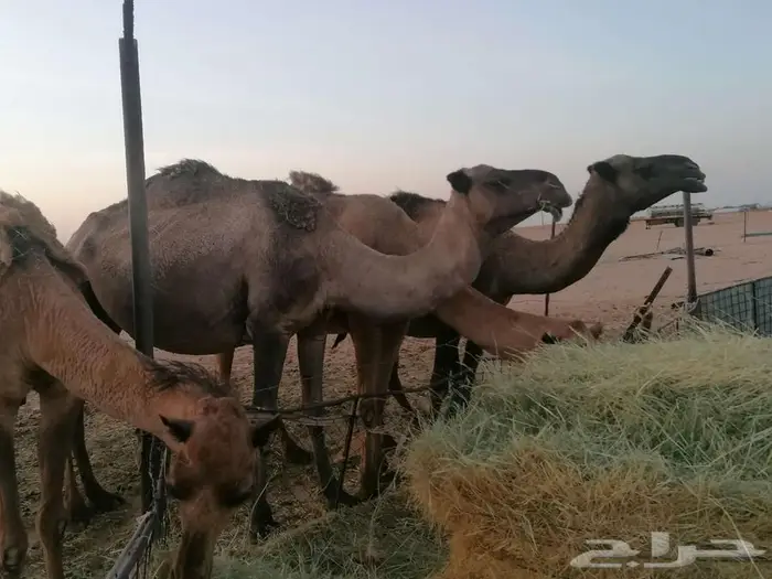 ذود اباعر للبيع الموقع مدينه شقراء. 7