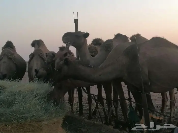 ذود اباعر للبيع الموقع مدينه شقراء. 8