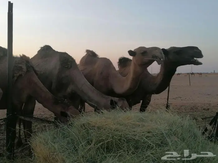 ذود اباعر للبيع الموقع مدينه شقراء. 9