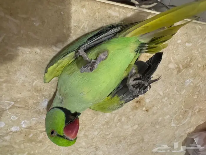 ببغاء ذكر درة مطوق 8