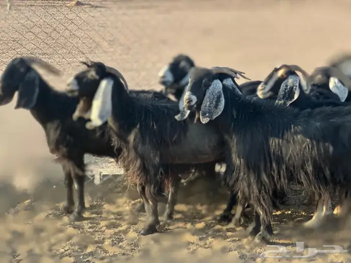 للبيع معزاء 5