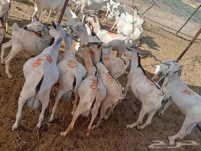 عروض تيوس وقعدان جملة خاصة للتجار في الباحه 0