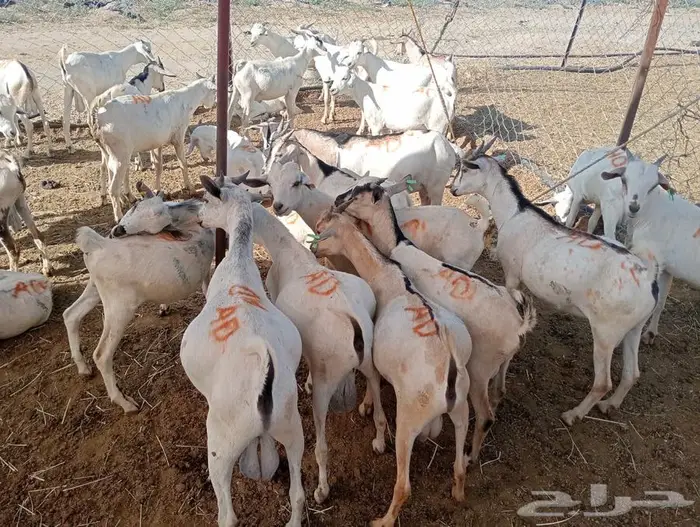 عروض تيوس وقعدان جملة خاصة للتجار في الباحه 4