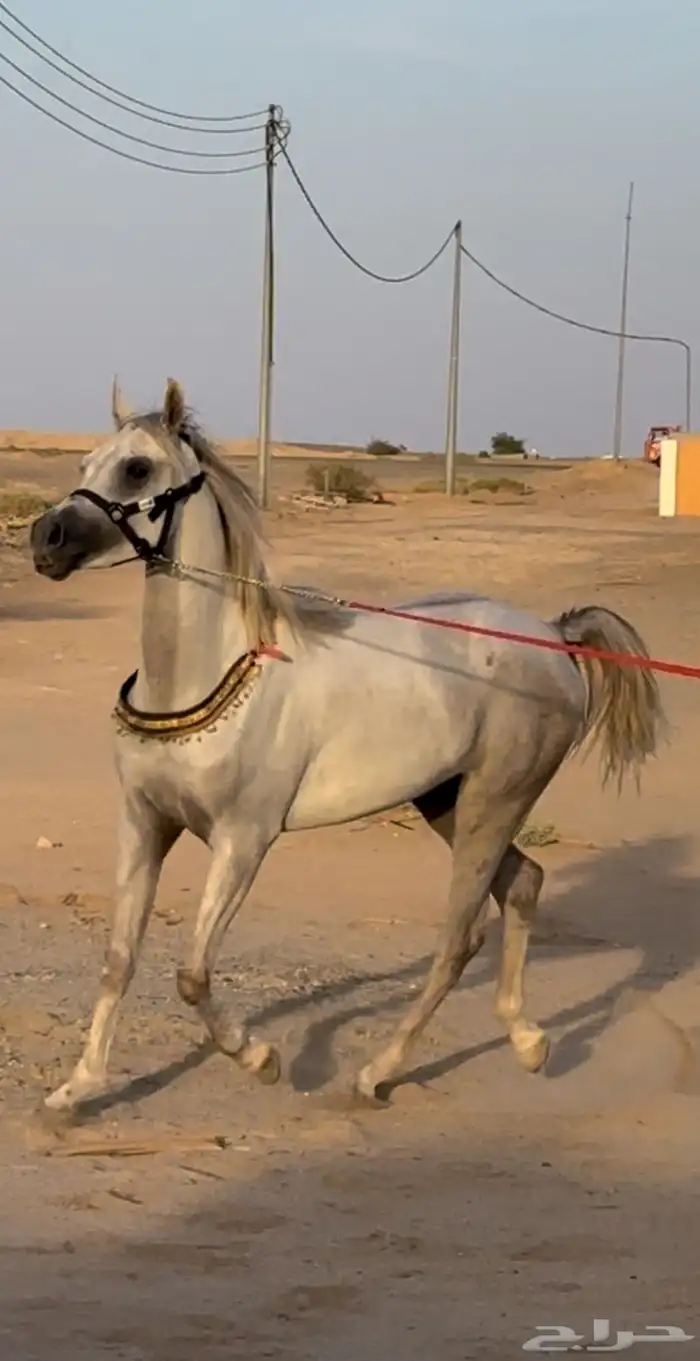 حصان واهو طيب 0