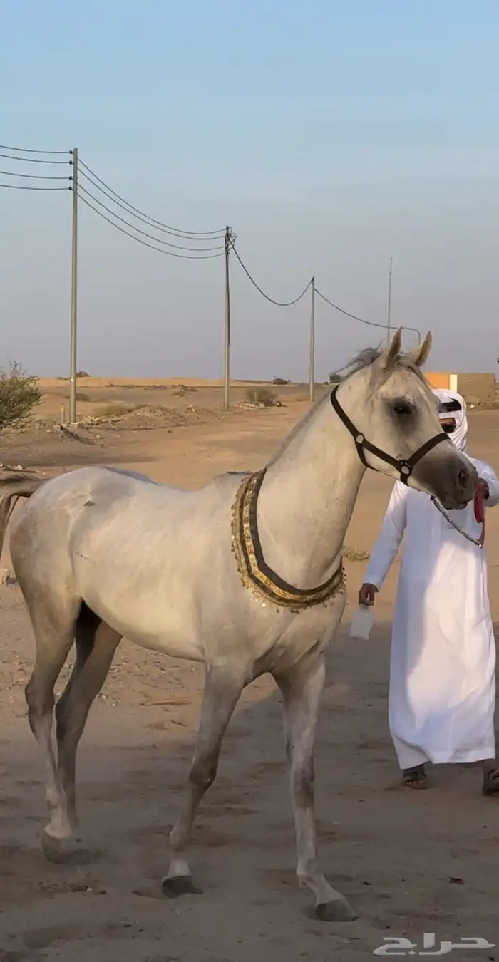 حصان واهو طيب 2