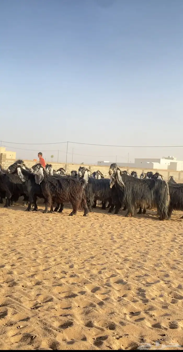 معزا عوارض صنف مراح 2