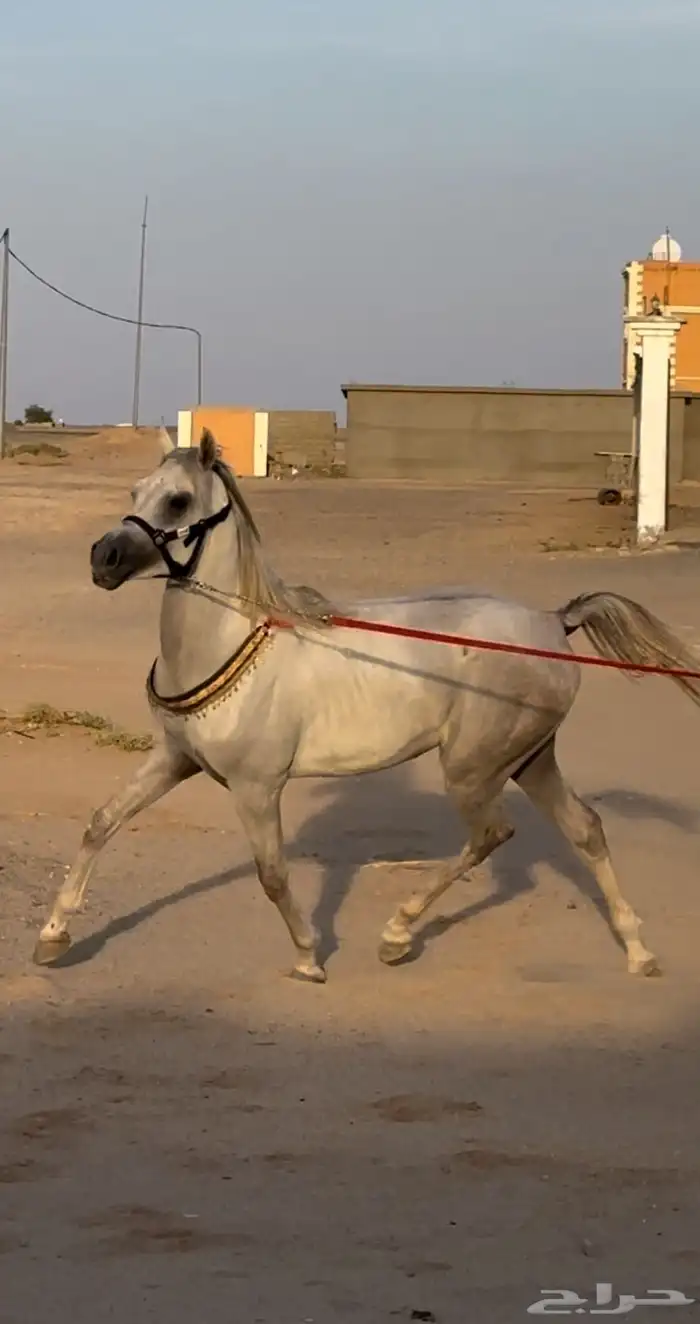 حصان واهو طيب 4