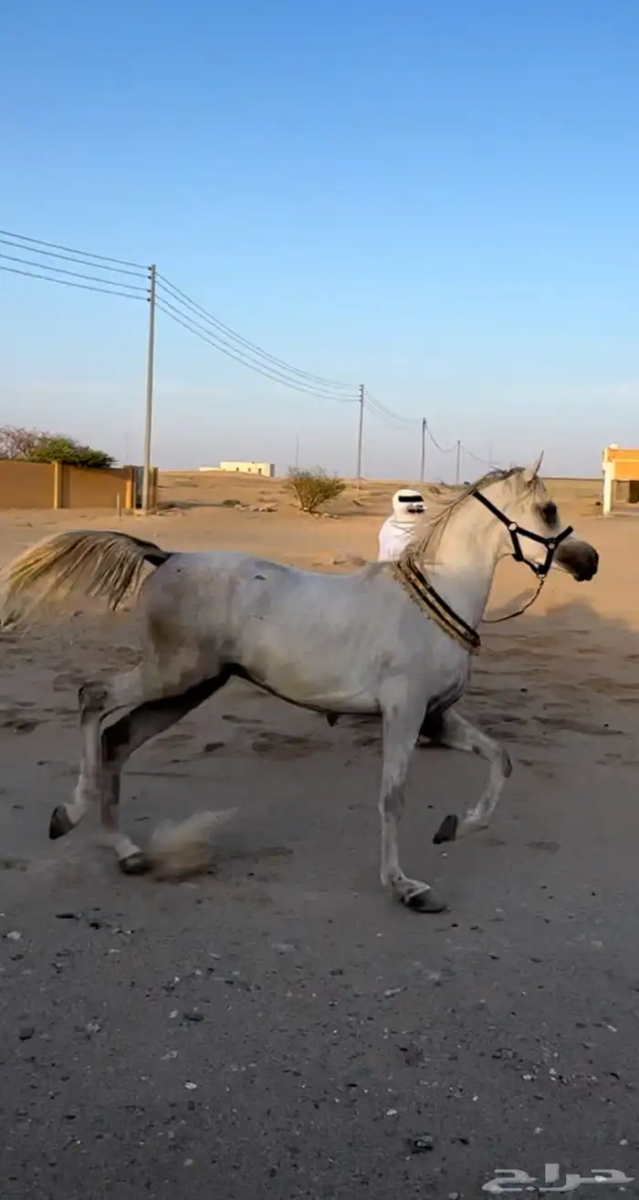 حصان واهو طيب 1