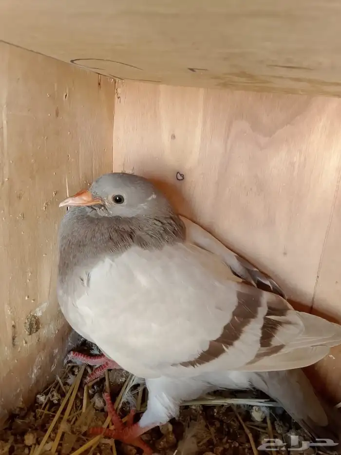 فروخ فرنسي زغاليل 1