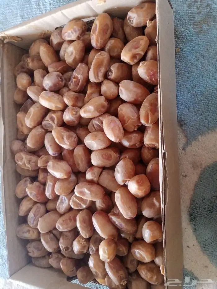 تمر خضري وخلاص 1