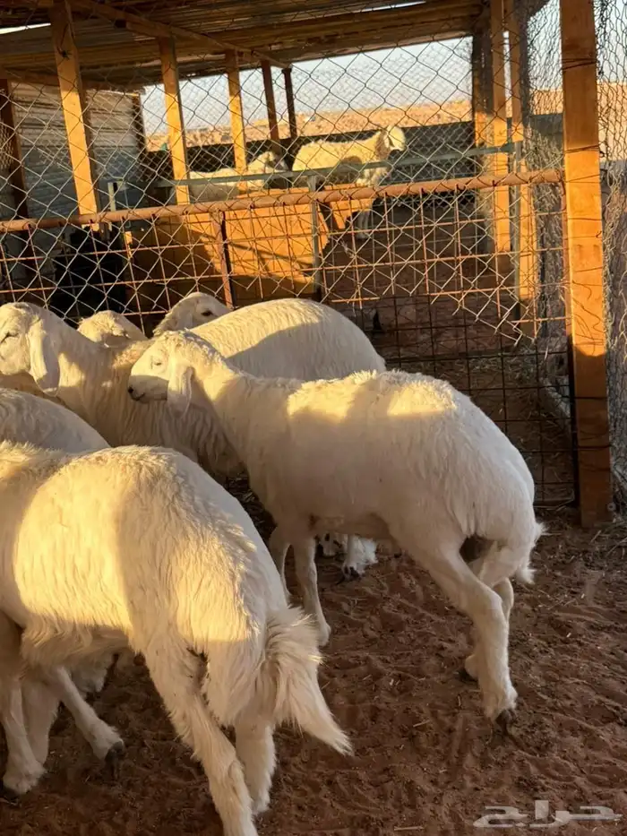 ذبائح نعيمي ذبايح حري سواكني ذبح وتوصيل 7