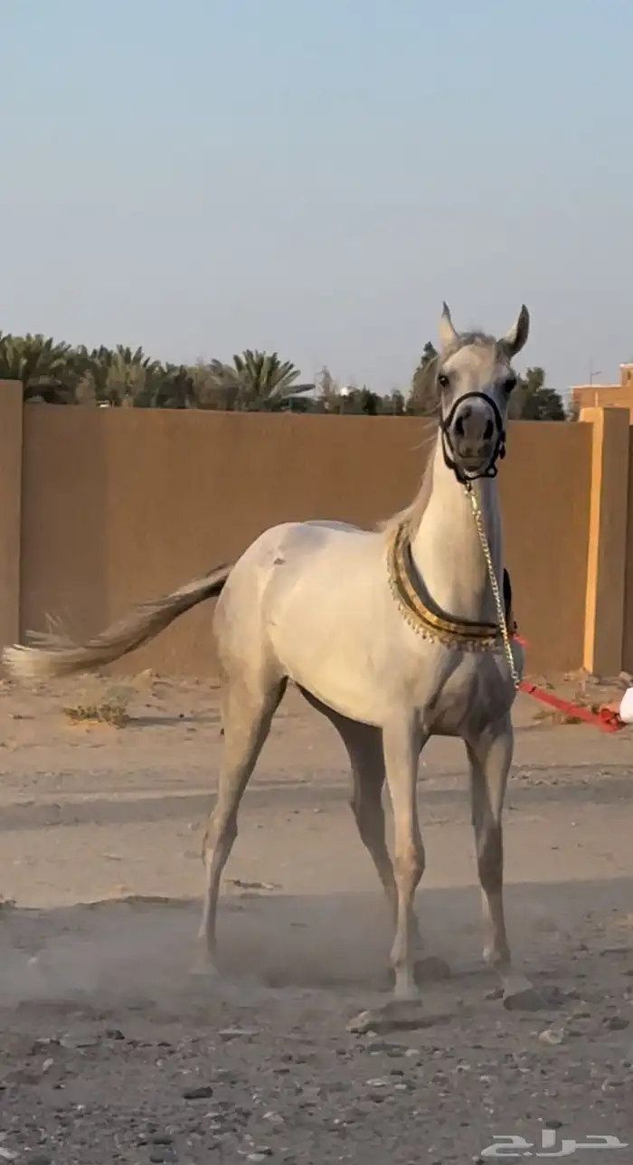 حصان واهو طيب 3