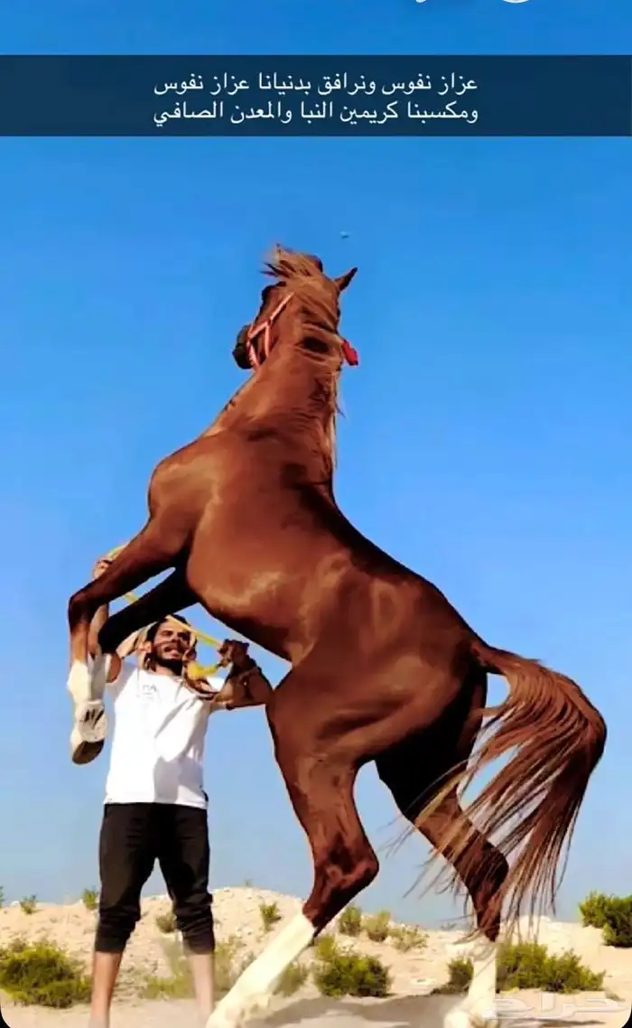 خيل حفيد مروان الشقب 1