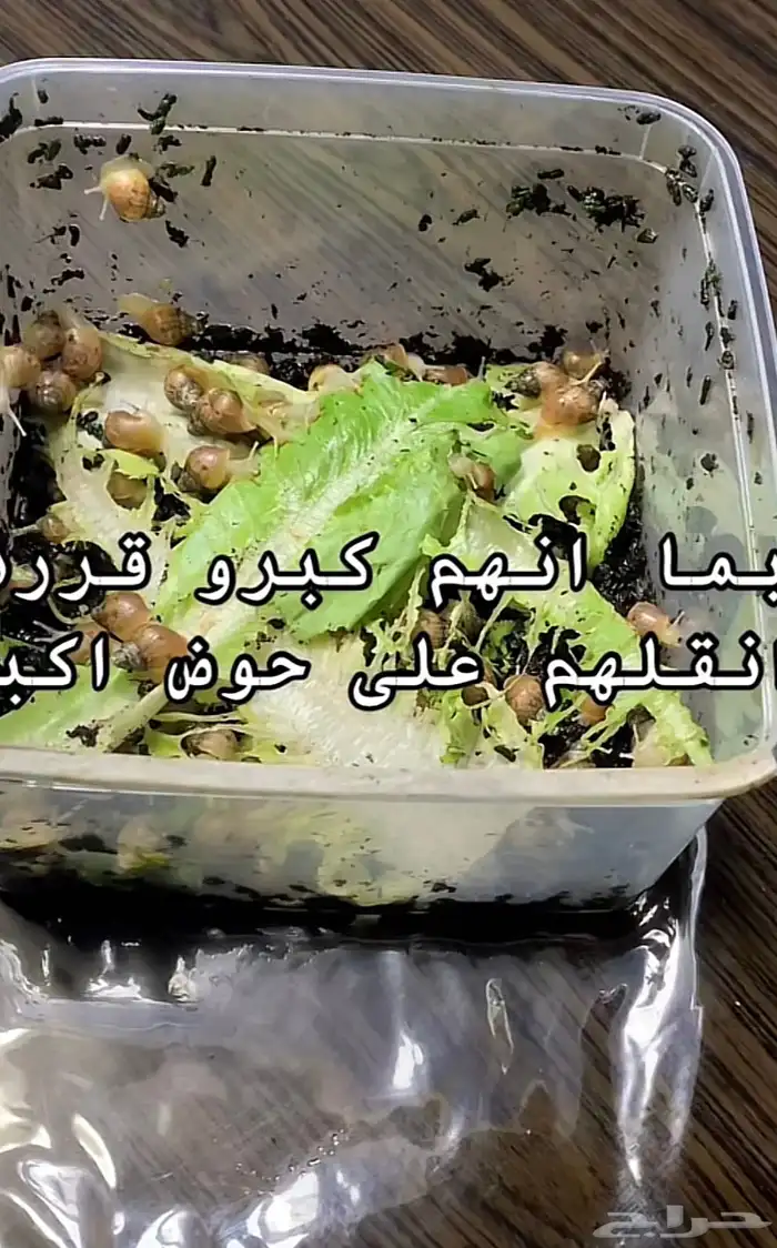 حلزون 0