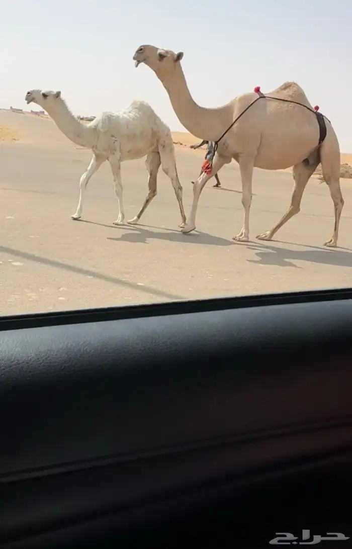 خلفه شقحا باتليه 1