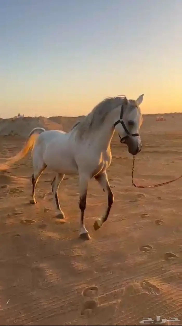حصان خط جمال معسوف 0