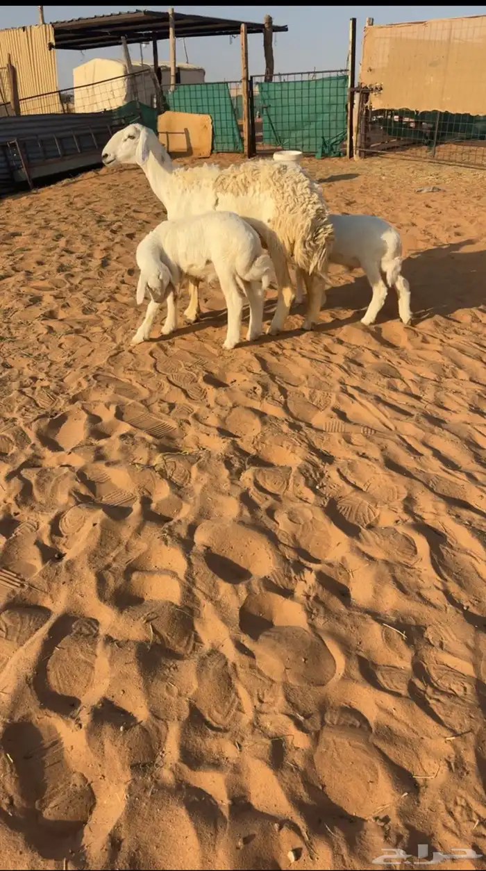 للبيع شاهه حريهه صنف والد 1