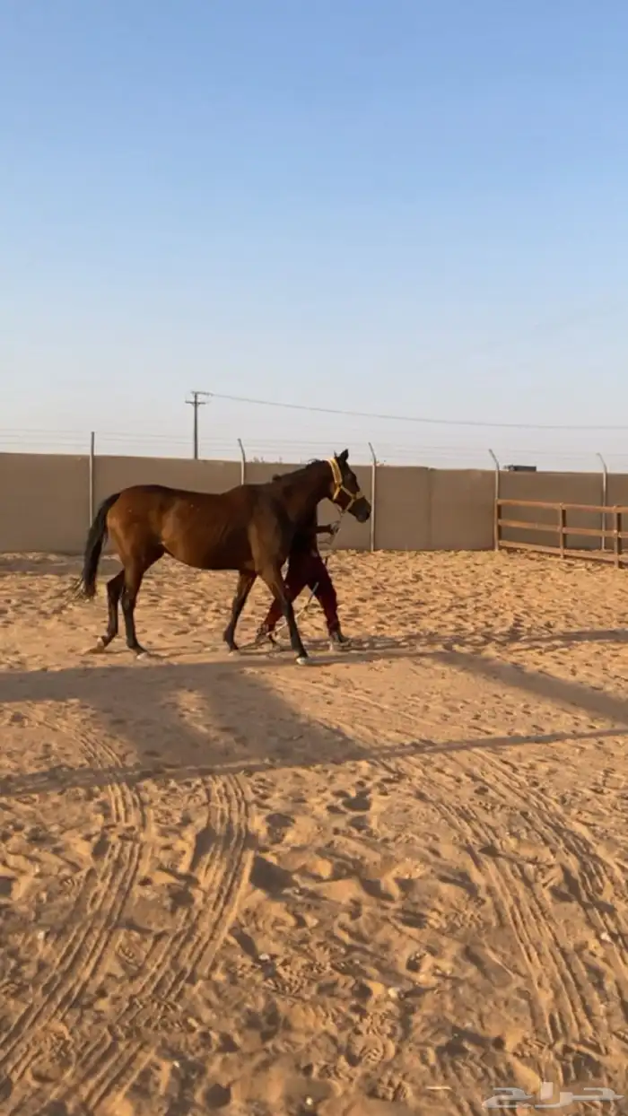 افراس حاضنات انقلينزيه معسوفه ركوب للبيع 0