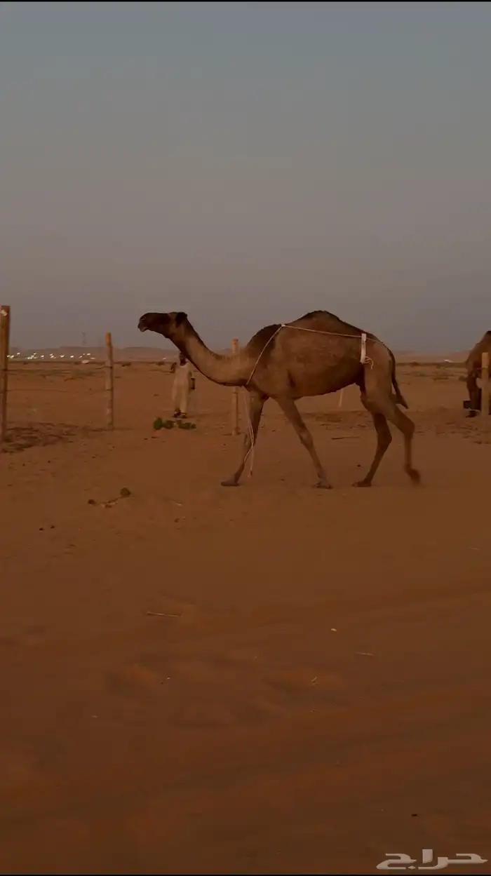 للبيع ضريبه صفرا 1