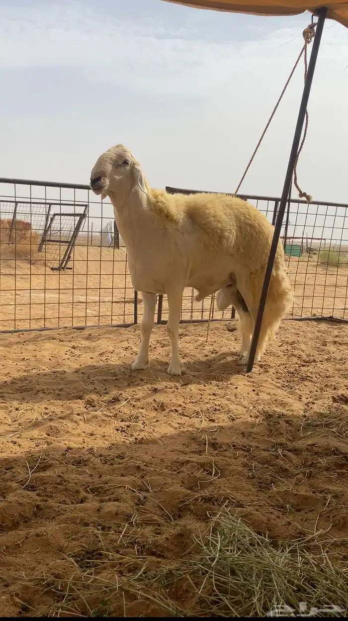 فحل صنف مشروط (تم اليبع ) 3