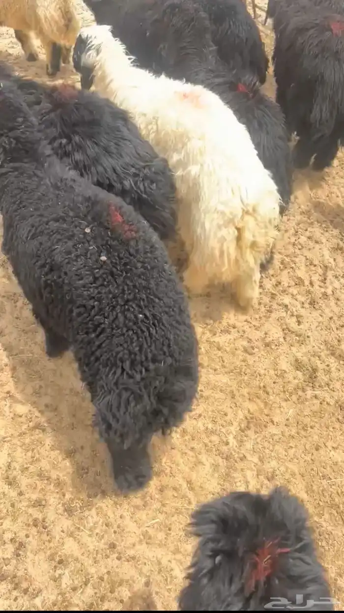 ذبايح كفو 1