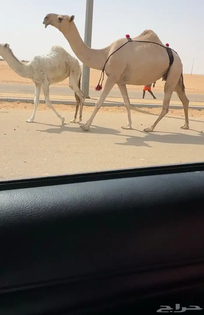 خلفه شقحا باتليه 0