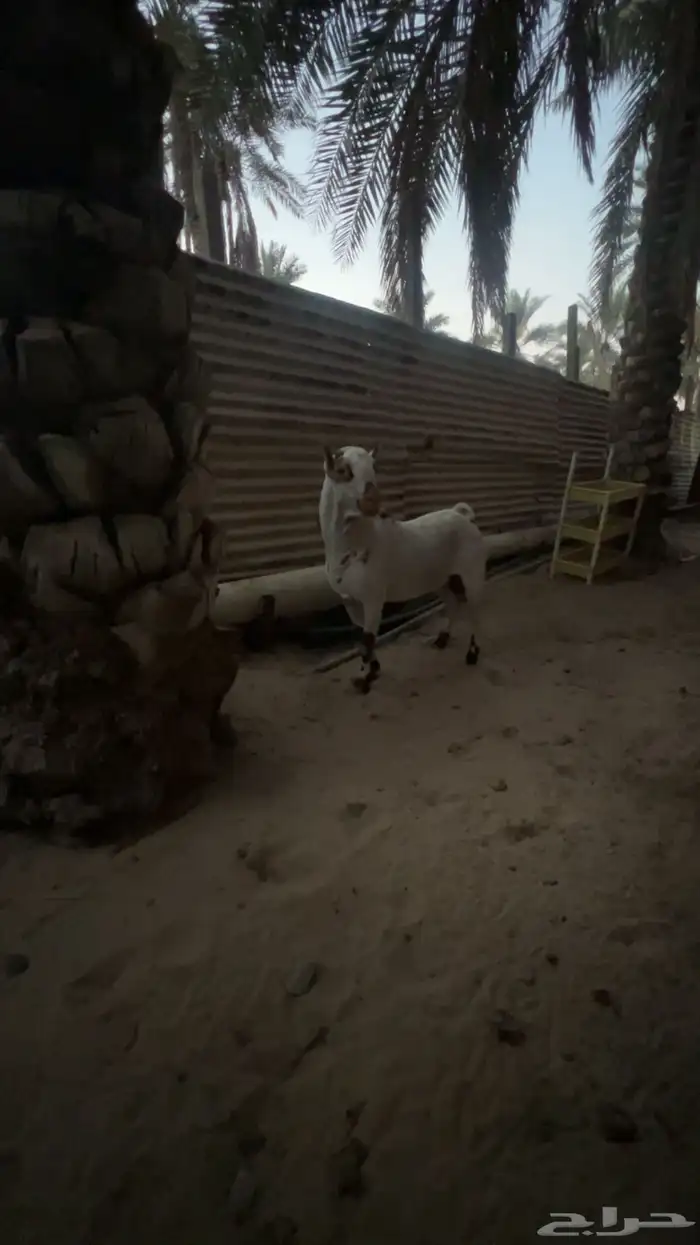 السلام عليكم فحل عماني العمر سدس الصحه ولله الحمد 100 3