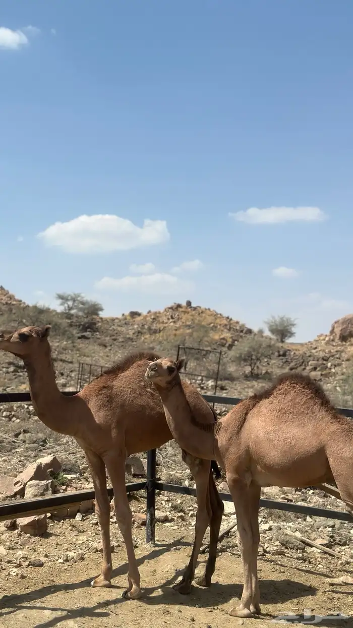 قعدان 2