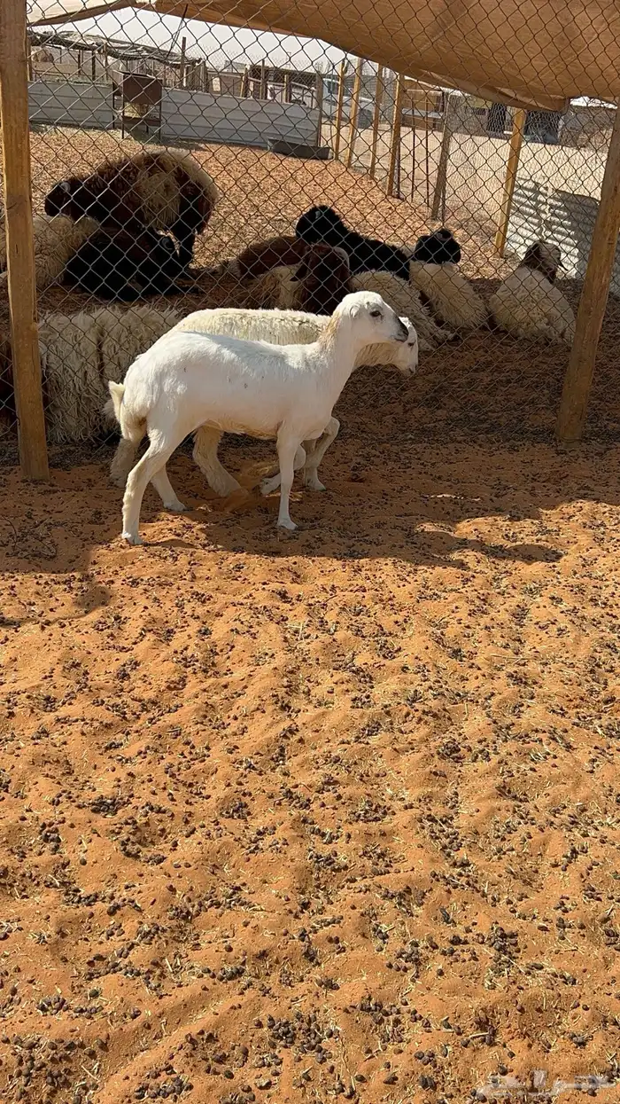 رخل رفيديه دافع 2