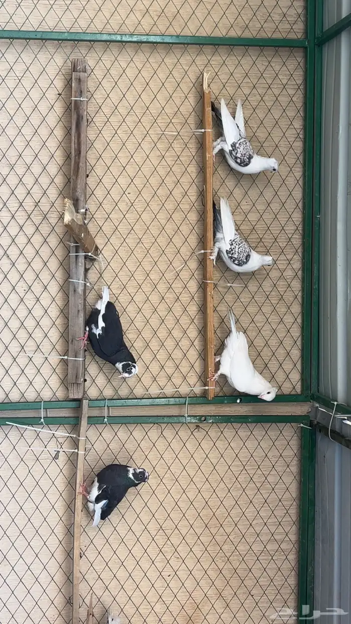 حمام زينه وقطايف 3