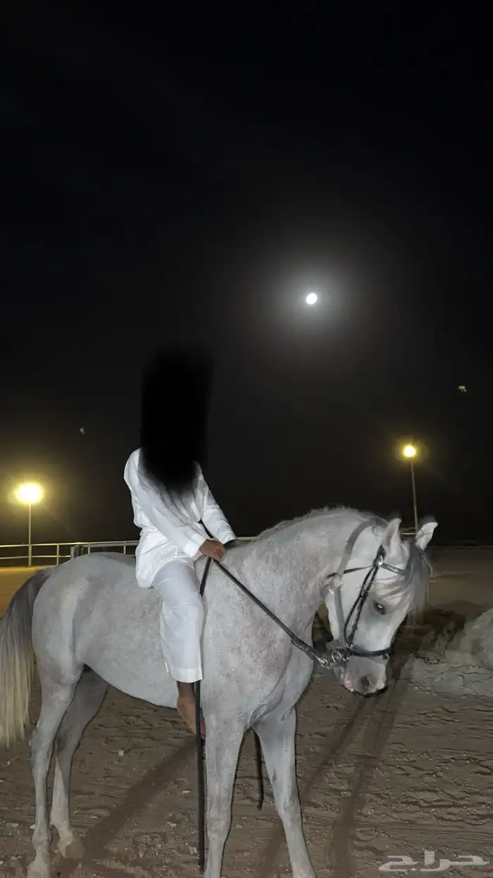 حصان أشعل واهو 0