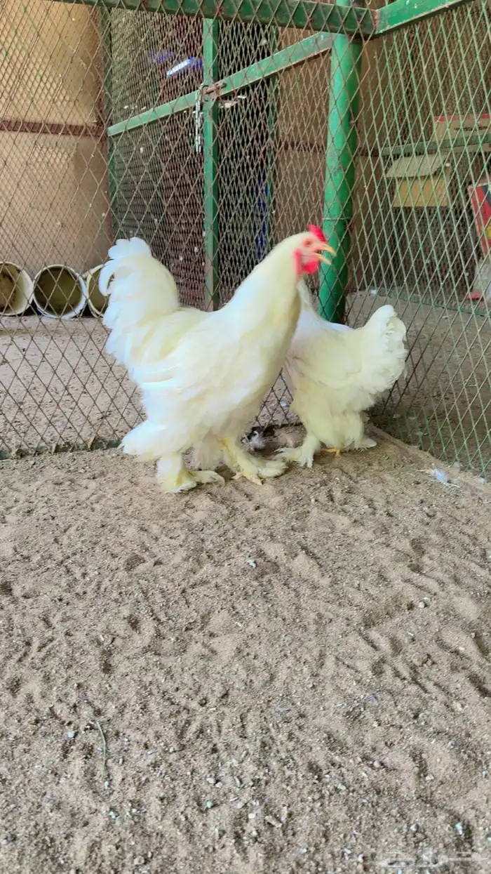 طيور بيت الزاجل 9