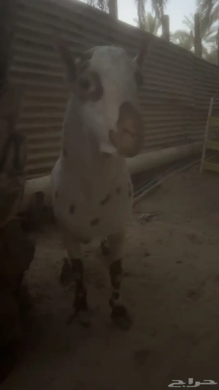 السلام عليكم فحل عماني العمر سدس الصحه ولله الحمد 100 1