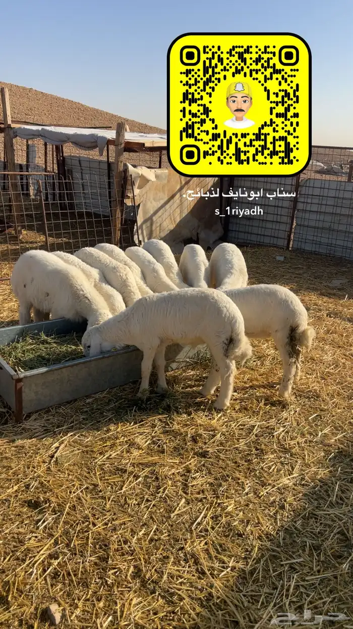 ذبايح ذبيحه نعيم هرفي جبر نعيمي وسط حري هرافي حريات لباني. 8