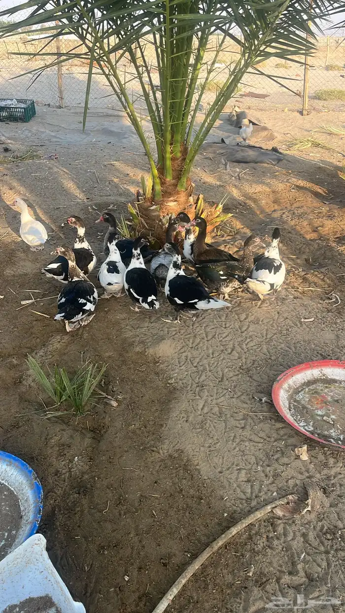 بط بلدي 20 حبة 0