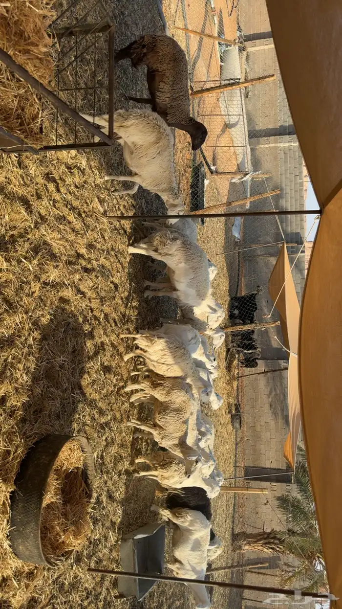 غنم دفيع ومقرعه 4