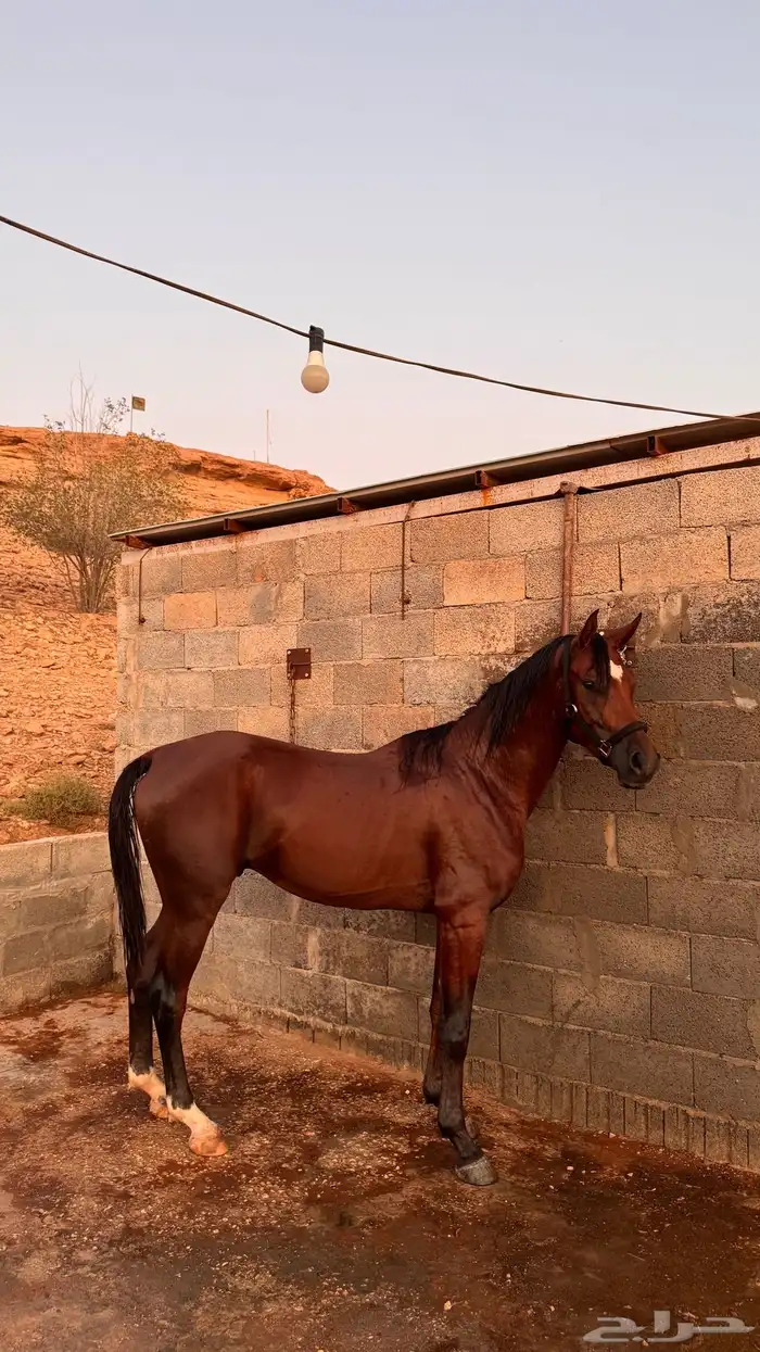حصان شعبي العمر 3 ونص معسوف جاهز 2