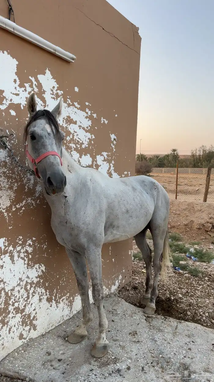 حصان شعبي 0