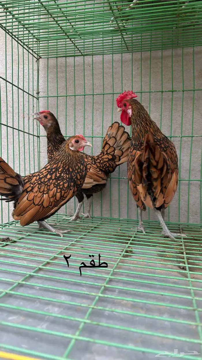 طقم دجاج سبرايت 2