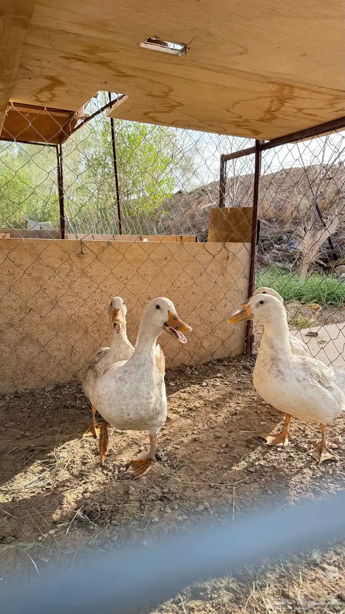 4بط للبيع 0