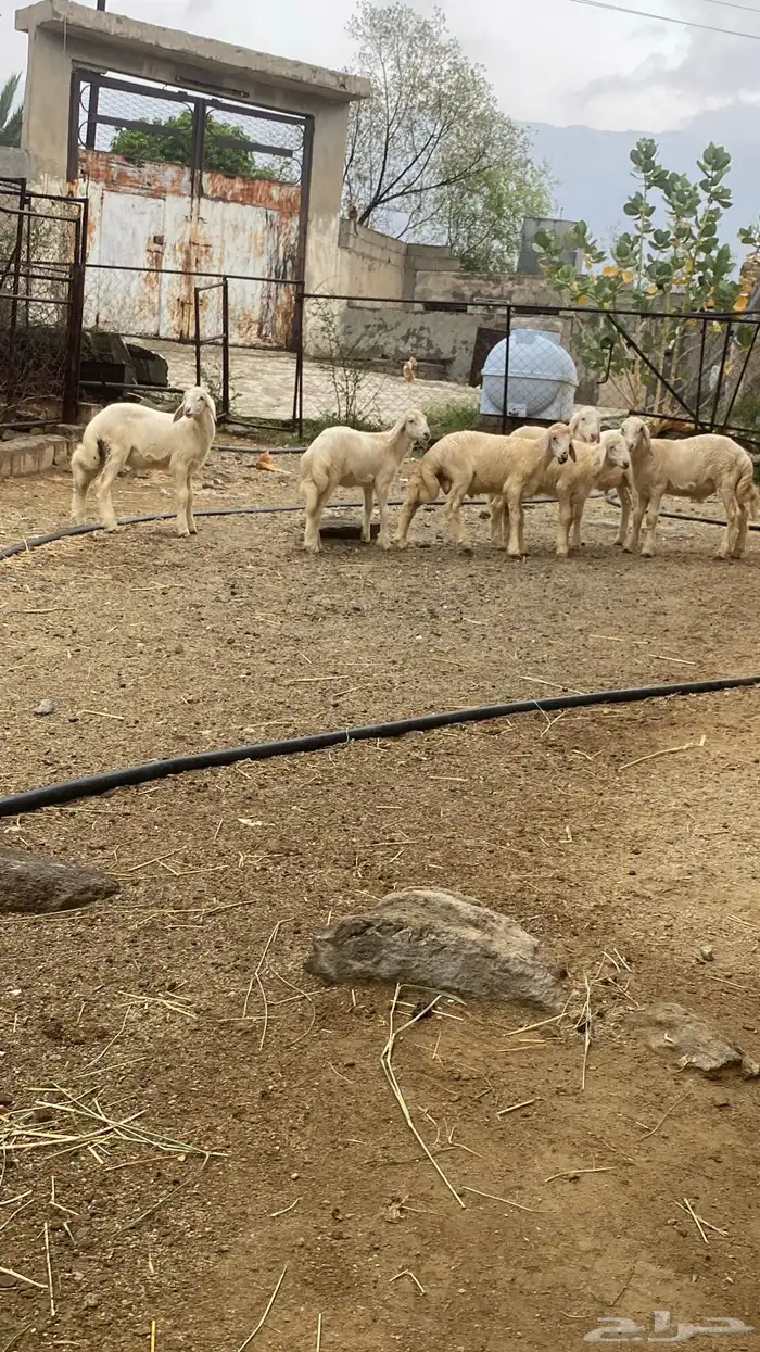 خرفان ورخال 4