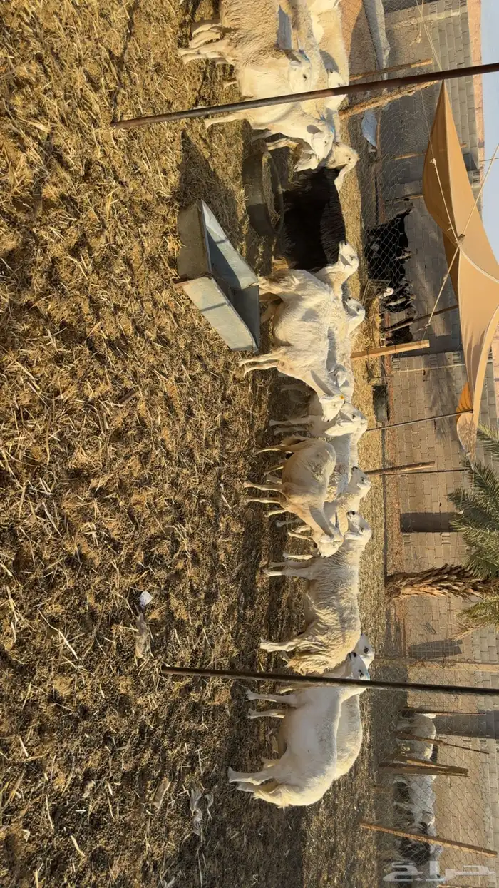 غنم دفيع ومقرعه 2