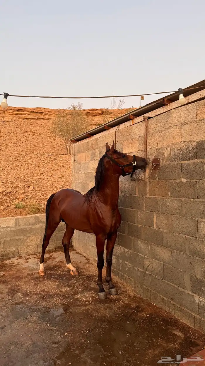 حصان شعبي العمر 3 ونص معسوف جاهز 0