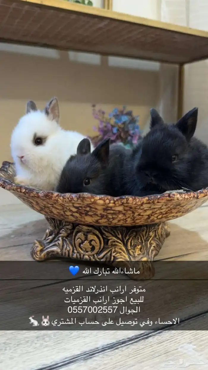ارانب انذر لاند القزميه 0