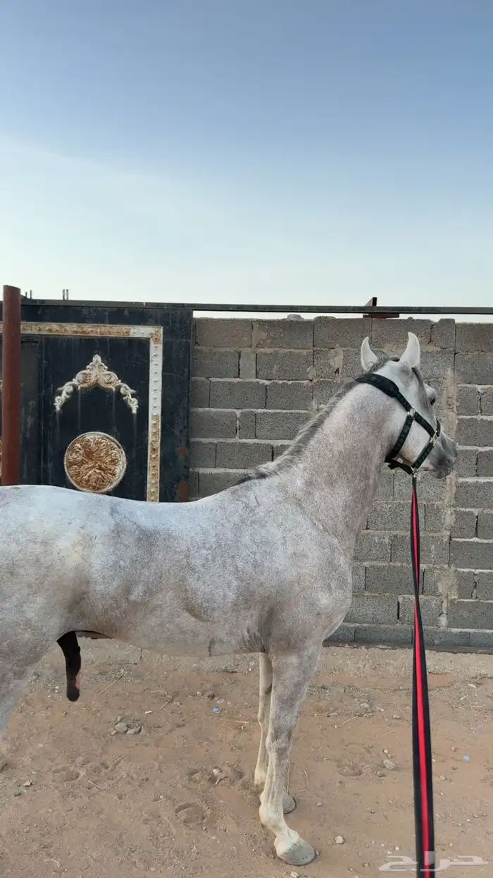 حصان أشعل واهو 4