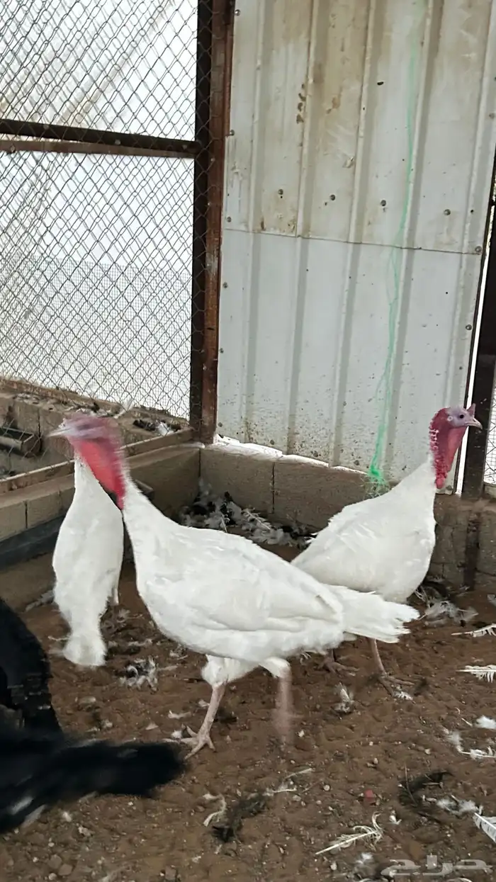 للبيع ديوك روميي 2