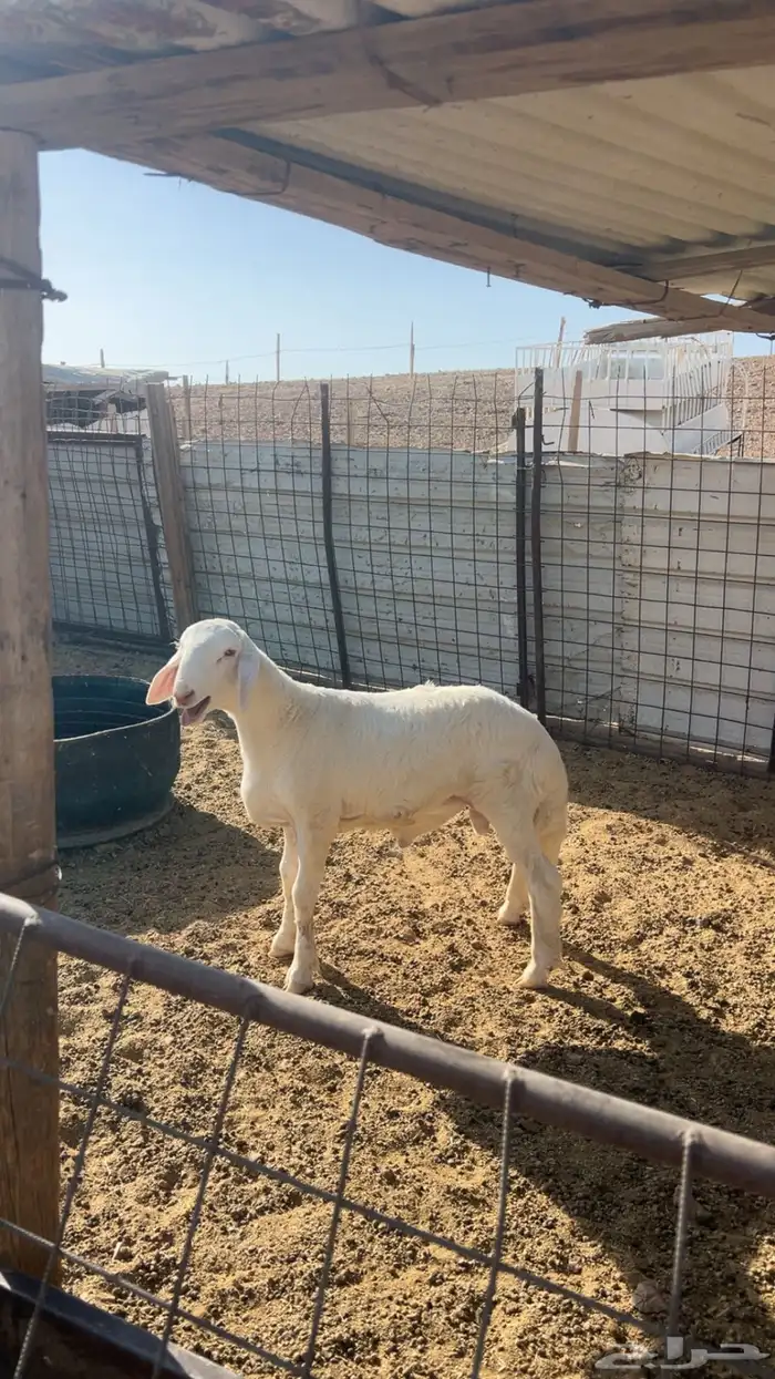 ذبايح ذبيحه نعيم هرفي جبر نعيمي وسط حري هرافي حريات لباني. 11