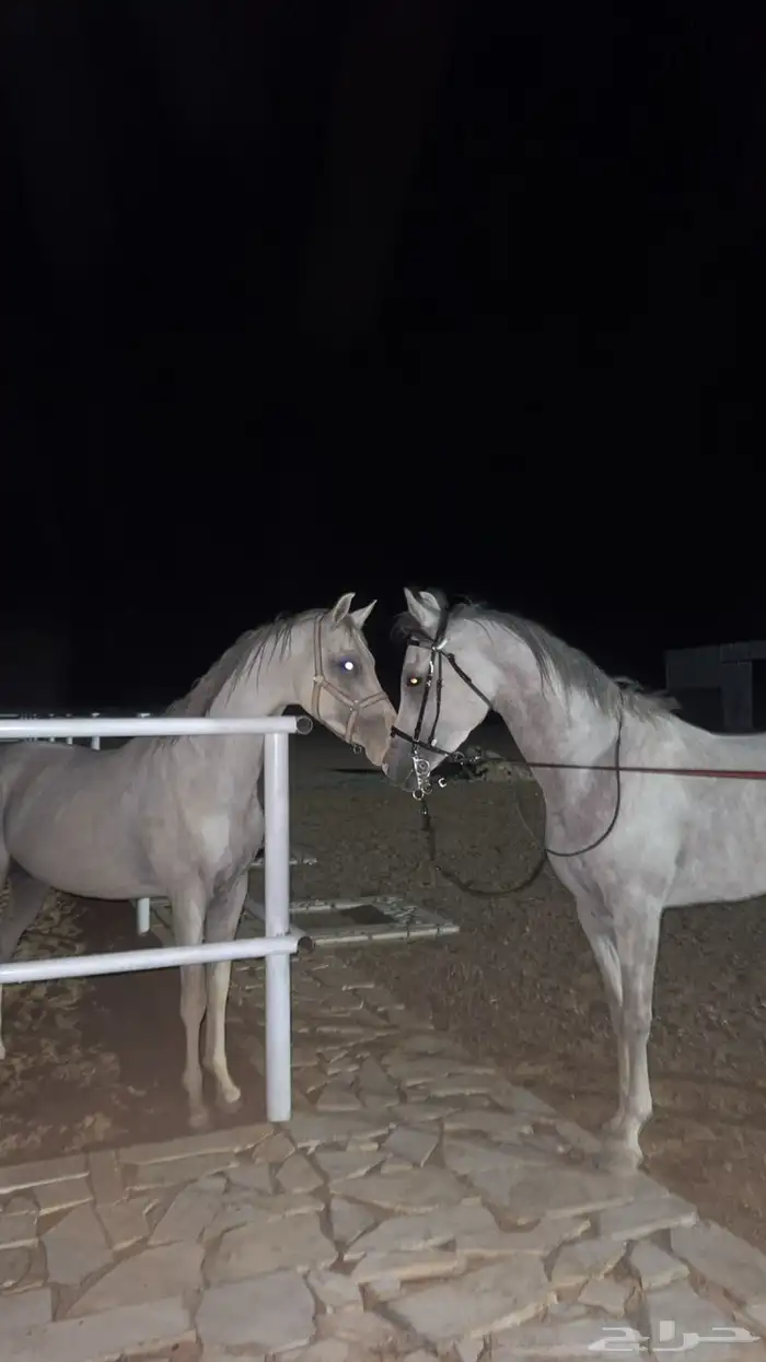 حصان أشعل واهو 2