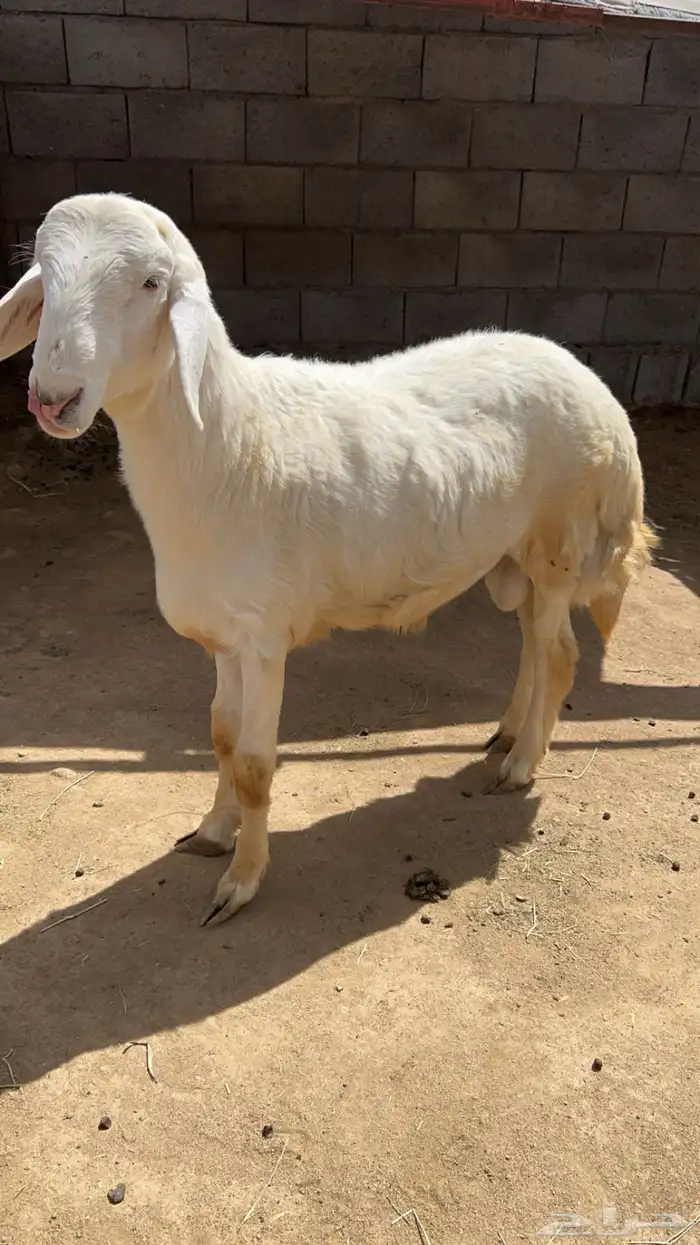 خاروف فحل للبيع 0
