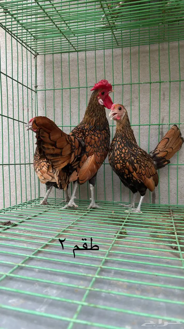 طقم دجاج سبرايت 1